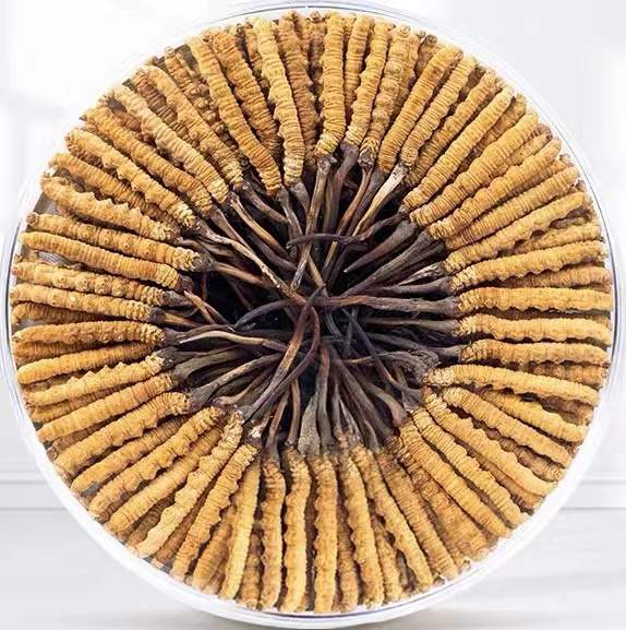 库车冬虫夏草回收